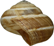 Cernuella virgata10,7 × 12,5 mm